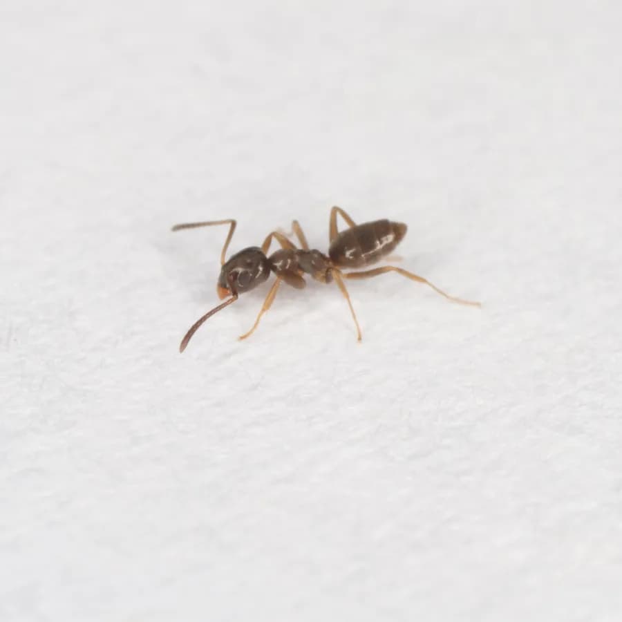 Odorous house ant (Tapinoma sessile)