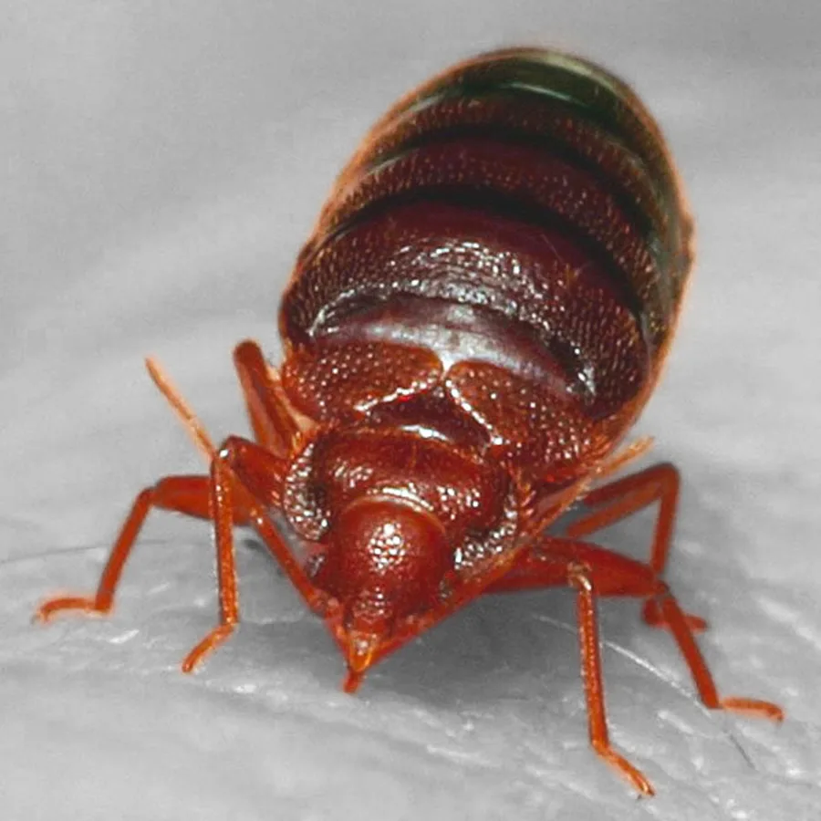 Bed bug (Cimex lectularius)