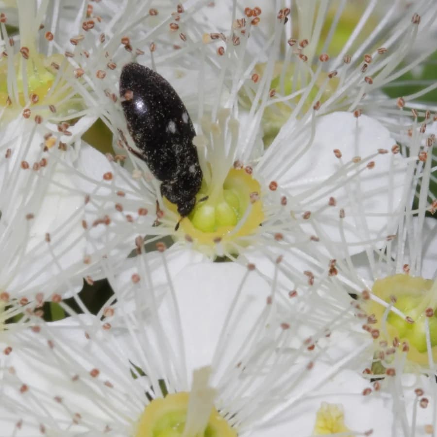 Carpet beetle (Attagenus pellio)