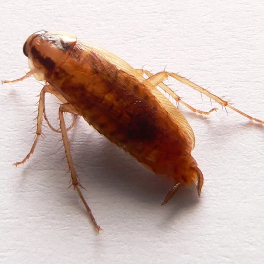 German cockroach (Blattella germanica)