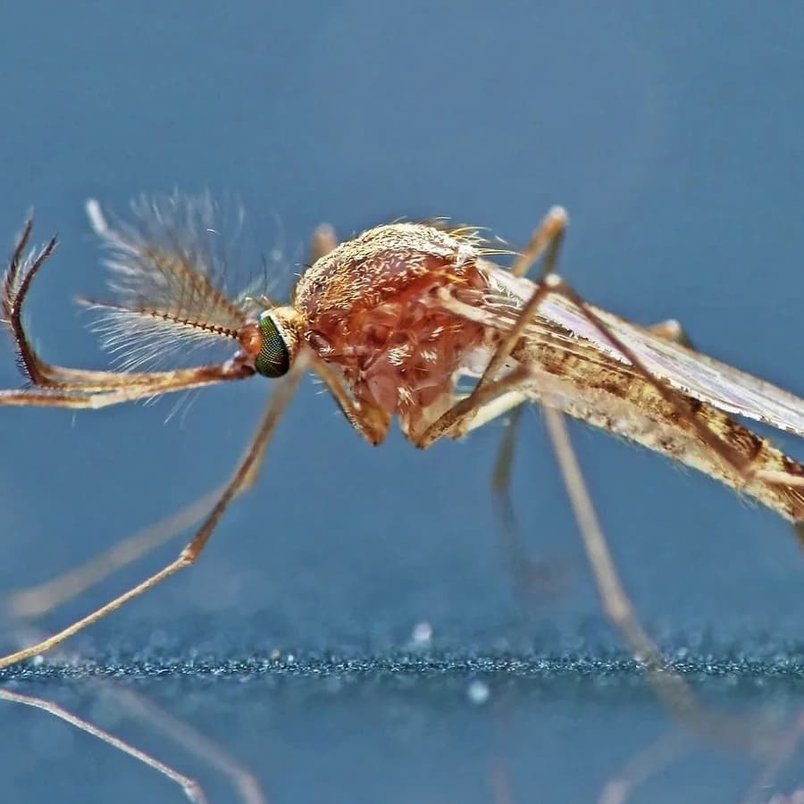 Culex mosquito (Culex pipiens)