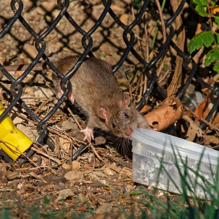Norway rat (Rattus norvegicus)