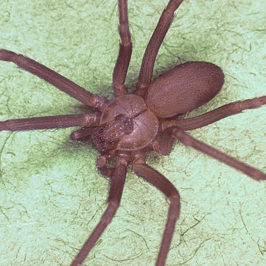 Brown recluse spider (Loxosceles reclusa)