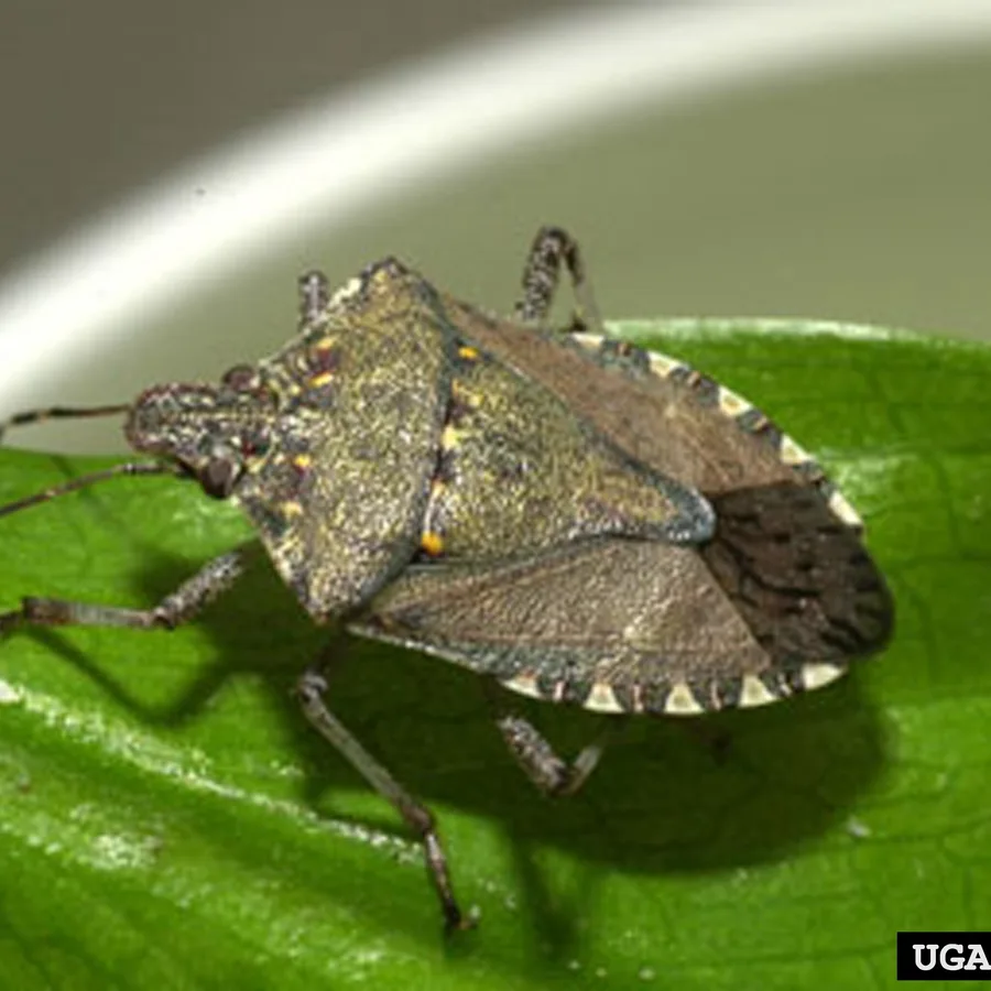 Brown marmorated stink bug (Halyomorpha halys)