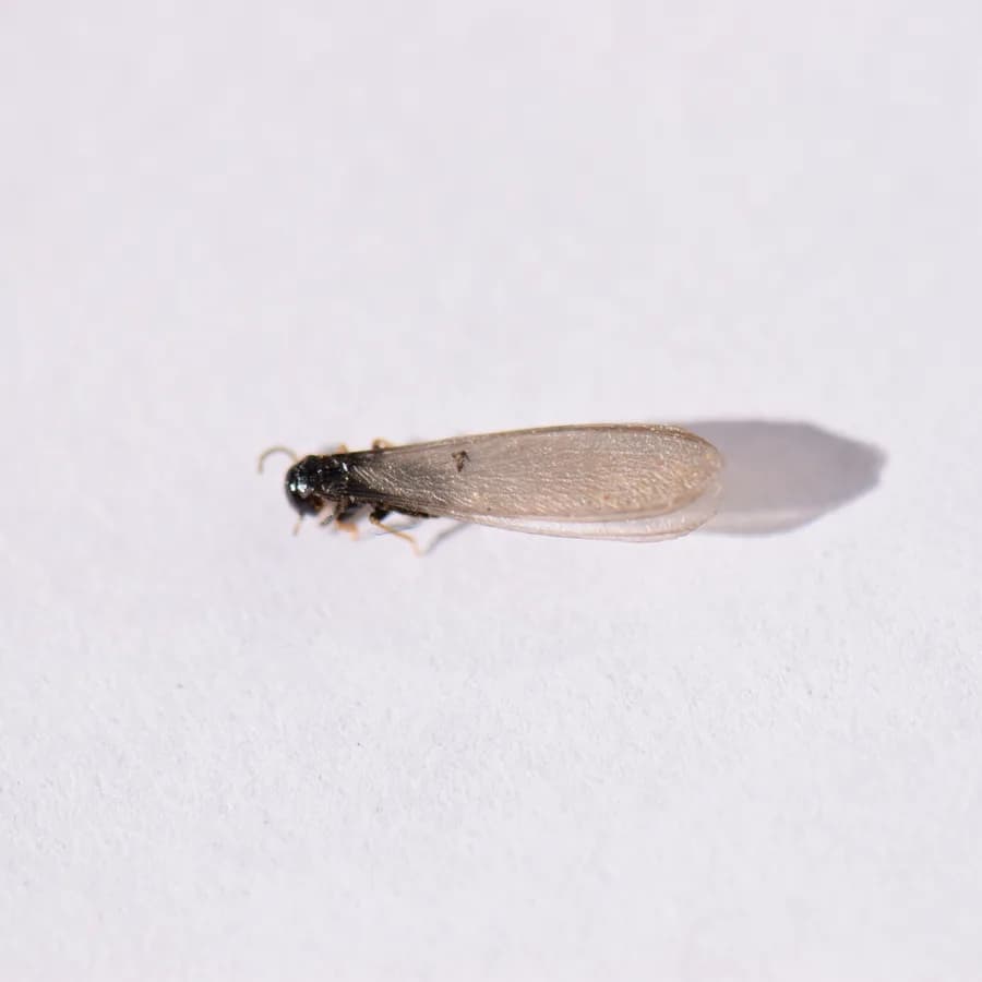 Eastern subterranean termite (swarmer) (Reticulitermes flavipes)