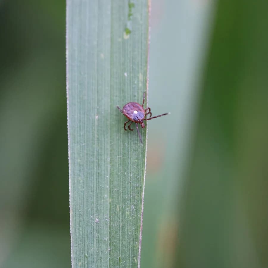 Lone star tick (female) (Amblyomma americanum)